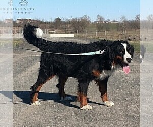 Mother of the Bernedoodle puppies born on 04/04/2019