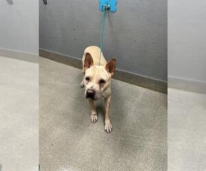 Chinese Shar-Pei-Unknown Mix Dogs for adoption in Las Vegas, NV, USA