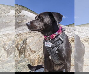 Stoney *Courtesy Post* (New York City NY) - Female Labrador Retriever-Unknown Mix Dog for Adoption - Photo #2