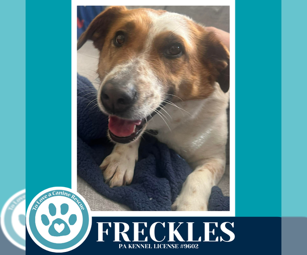 Medium Photo #3 Mutt Puppy For Sale in Kimberton, PA, USA