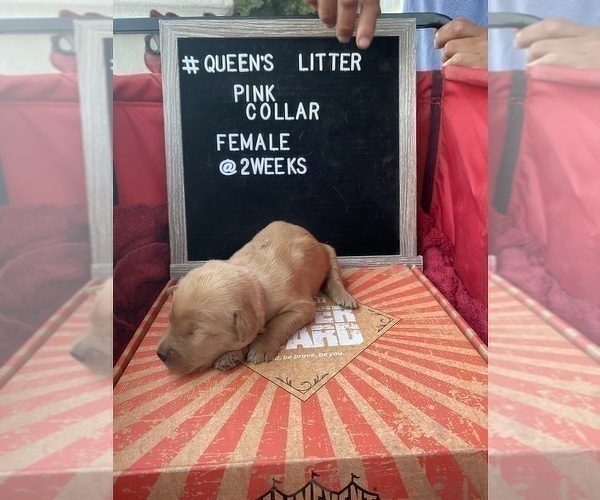 Medium Photo #6 Golden Retriever Puppy For Sale in ONTARIO, CA, USA