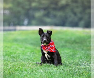 Labrador Retriever-Unknown Mix Dogs for adoption in Unionville, PA, USA