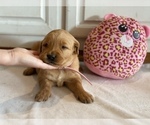 Small Photo #1 Golden Retriever Puppy For Sale in TULSA, OK, USA