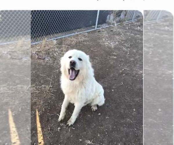 Medium Photo #7 Great Pyrenees-Unknown Mix Puppy For Sale in Minneapolis, MN, USA