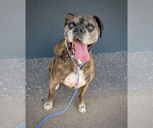 Mutt Dogs for adoption in Dumont, NJ, USA