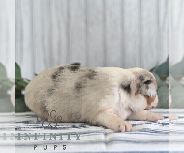 Medium Photo #3 Miniature Australian Shepherd Puppy For Sale in REBERSBURG, PA, USA