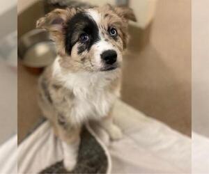 Australian Shepherd-Unknown Mix Dogs for adoption in Aurora, CO, USA