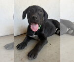 Small #3 Labrador Retriever Mix