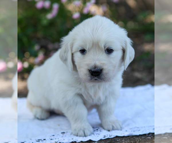 Medium Photo #8 English Cream Golden Retriever Puppy For Sale in SCIO, OR, USA