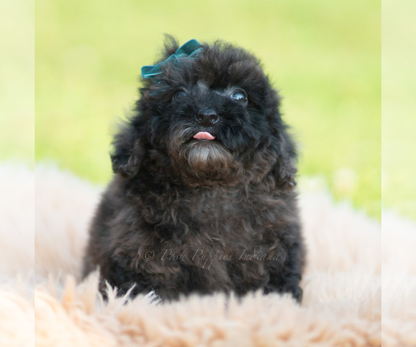Medium Photo #59 Poodle (Miniature) Puppy For Sale in WARSAW, IN, USA