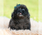 Small #5 Poodle (Miniature)