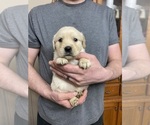 Small Photo #7 Golden Retriever Puppy For Sale in WEAVERVILLE, NC, USA