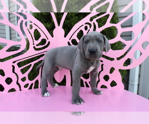 Great Dane Puppy for sale in SHILOH, OH, USA