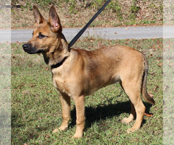 Medium Photo #2 Mutt Puppy For Sale in Prattville, AL, USA