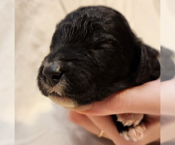Medium Photo #3 F2 Aussiedoodle Puppy For Sale in COLUMBIA, TN, USA