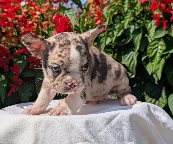 Medium Photo #6 Faux Frenchbo Bulldog Puppy For Sale in GOSHEN, IN, USA