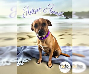 Chihuahua Dogs for adoption in Menifee, CA, USA