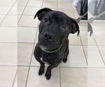 Small #1 American Pit Bull Terrier