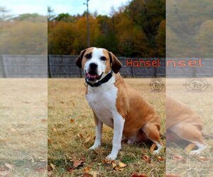 Hansel - Male Beagle-Unknown Mix Dog for Adoption - Photo #2