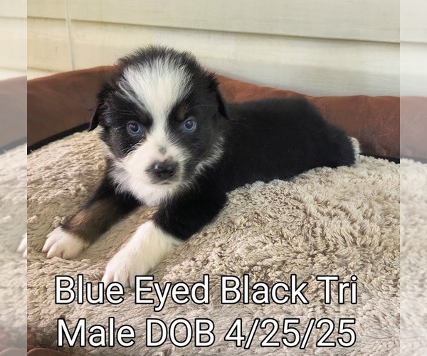 Medium Photo #6 Miniature Australian Shepherd Puppy For Sale in WOODLEAF, NC, USA