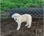 Puppy Pink Glitter Great Pyrenees