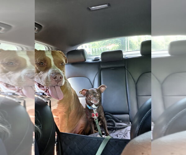 Medium Photo #2 American Bulldog-Unknown Mix Puppy For Sale in Springdale, PA, USA