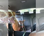 Small #1 American Bulldog Mix