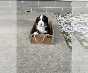 Bernese Mountain Dog Puppy for sale in SHIPSHEWANA, IN, USA