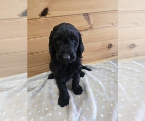 Labradoodle Puppy for sale in WILLIAMSTOWN, KY, USA