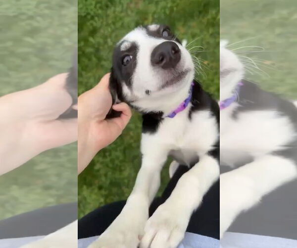 Medium Photo #12 Australian Shepherd-Unknown Mix Puppy For Sale in Grafton, WI, USA
