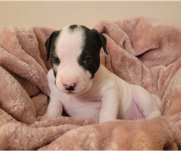 Medium Photo #16 American Bulldog Puppy For Sale in MARYVILLE, MO, USA