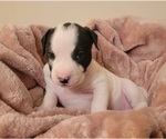 Small #4 American Bulldog