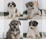 Small Photo #59 Schnoodle (Miniature) Puppy For Sale in GOSHEN, IN, USA