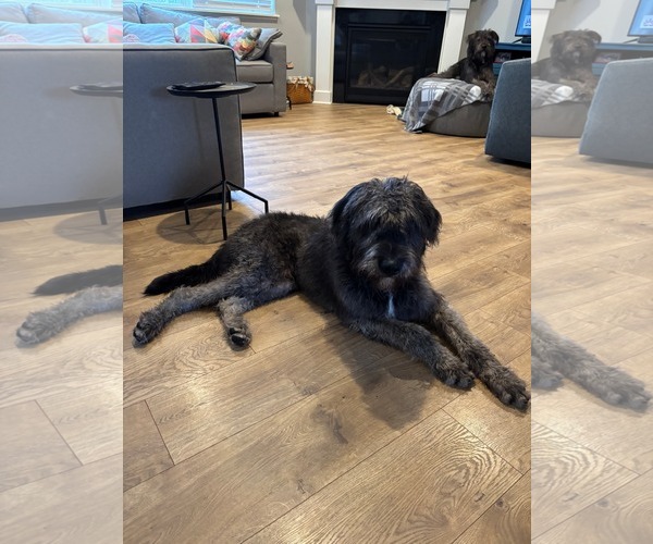 Medium Photo #4 Irish Wolfhound-Poodle (Standard) Mix Puppy For Sale in Brooklyn Center, MN, USA