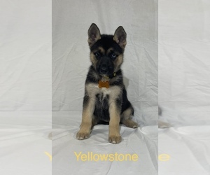 German Shepherd Dog-Siberian Husky Mix Puppy for sale in WEST PLAINS, MO, USA
