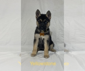 German Shepherd Dog-Siberian Husky Mix Puppy for sale in WEST PLAINS, MO, USA