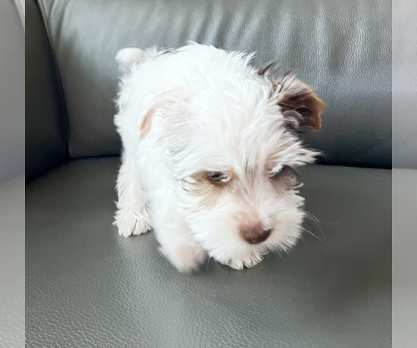 Medium Photo #6 Yorkshire Terrier Puppy For Sale in ROCKLIN, CA, USA