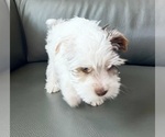 Small #5 Yorkshire Terrier