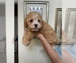 Small Photo #10 Maltese-Maltipoo Mix Puppy For Sale in ADELANTO, CA, USA