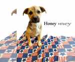 Small #7 Labrador Retriever Mix