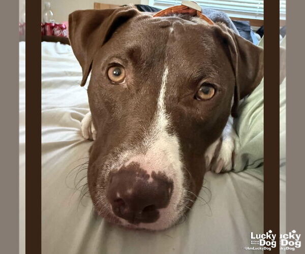 Medium Photo #2 Labrador Retriever-Unknown Mix Puppy For Sale in Washington, DC, USA