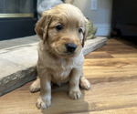 Puppy Brown Golden Retriever