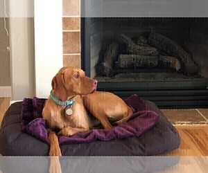 Mother of the Vizsla puppies born on 09/28/2022