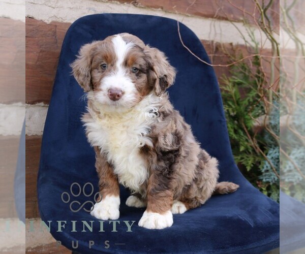 Medium Photo #2 Bernedoodle (Miniature) Puppy For Sale in NARVON, PA, USA