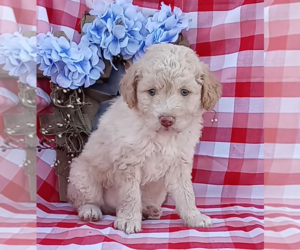 Aussiedoodle Miniature Puppy for sale in FREDERICKSBURG, OH, USA