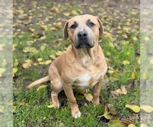 Mutt Dogs for adoption in Modesto, CA, USA