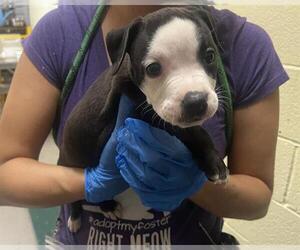 Mutt Dogs for adoption in Denver, CO, USA