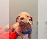 Small #1 Mutt