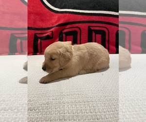 Golden Retriever Puppy for sale in BISHOP, GA, USA