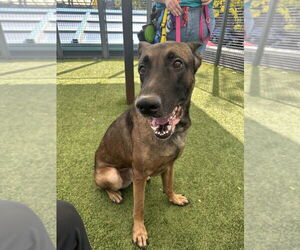 Jack aka jack o' lantern - Located in MO - Male Mutt Dog for Adoption - Photo #8